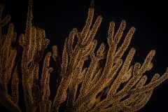_DSC7042